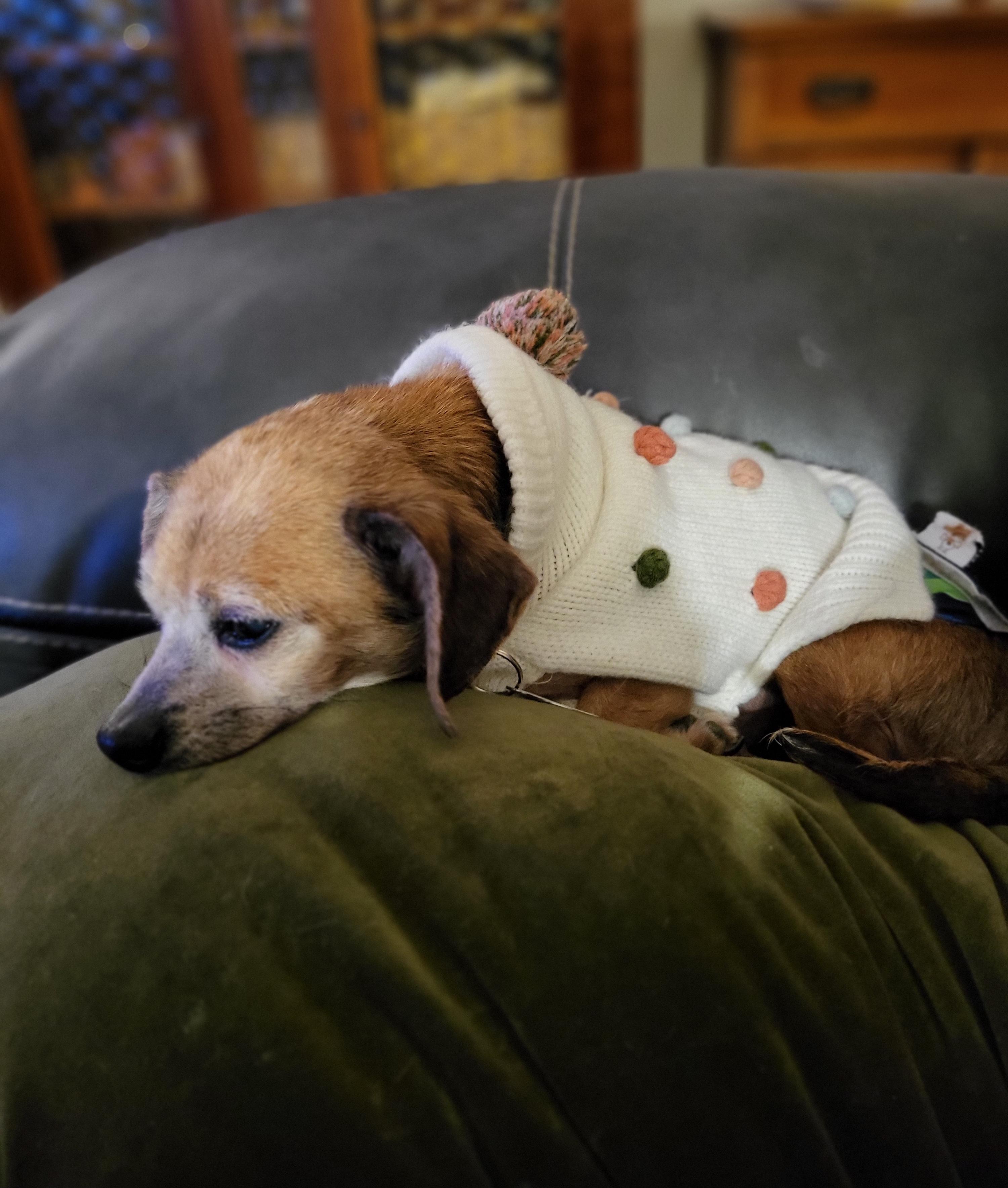 Enlarge Mayonnaisse, a ADOPTABLE mixed breed in Knoxville, TN image 4/6