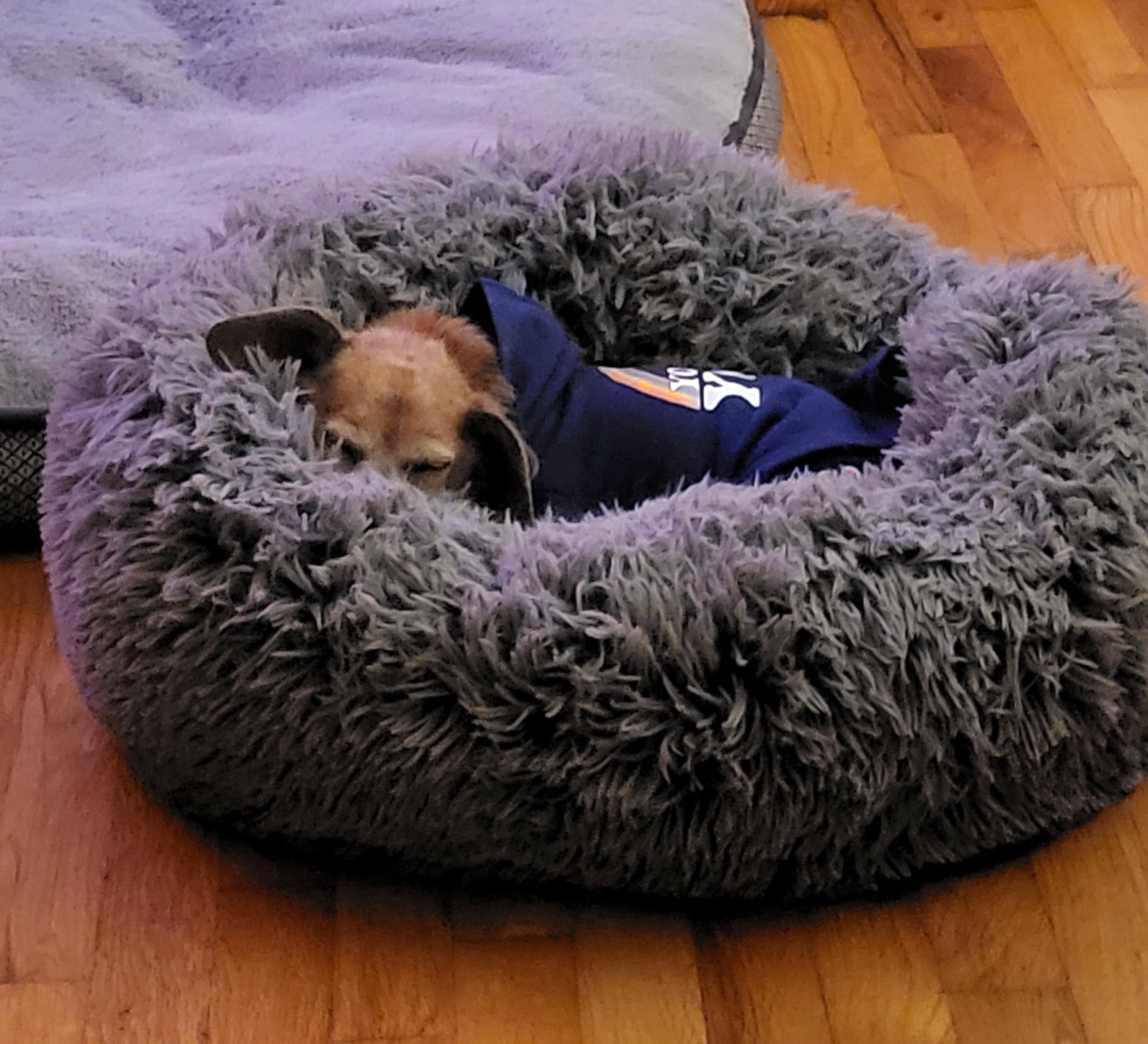 Enlarge Mayonnaisse, a ADOPTABLE mixed breed in Knoxville, TN image 5/6