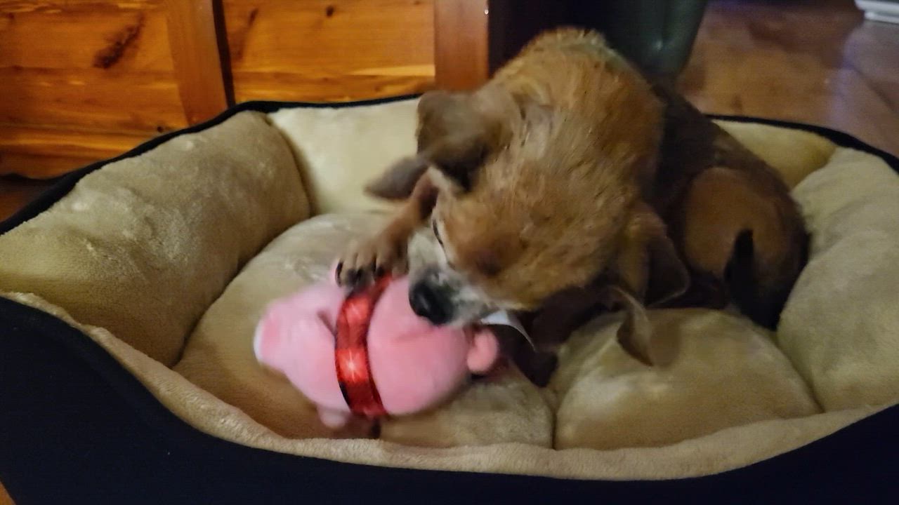 Enlarge Mayonnaisse, a ADOPTABLE mixed breed in Knoxville, TN video 6/6