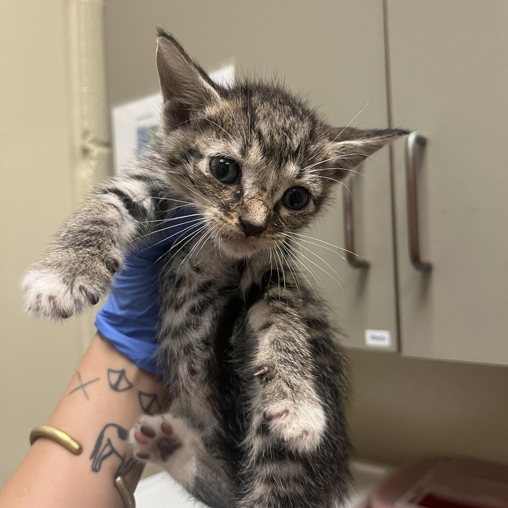 Everest 6914, Adoptable, Kitten Male Domestic Short Hair.