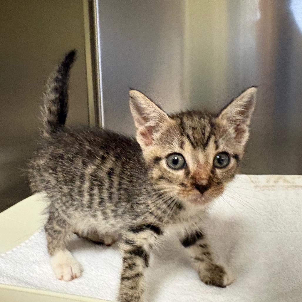 Enlarge Everest 6914, a Adoptable Domestic Short Hair in Columbus, GA image 2/2