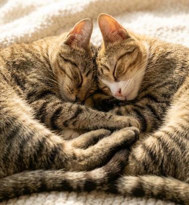 Enlarge Rosie and Rose, a Adopted American Shorthair in Union City, NJ image 6/6