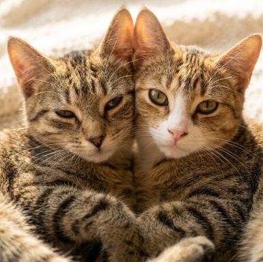 Enlarge Rosie and Rose, a Adopted American Shorthair in Union City, NJ image 1/6