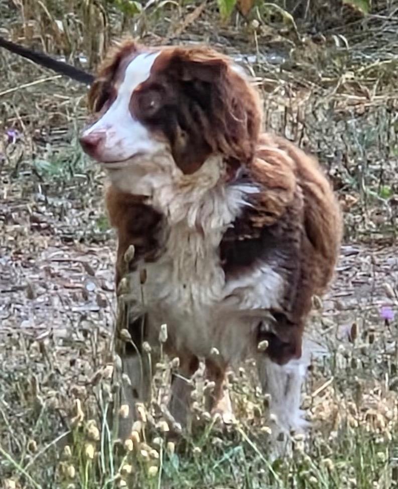 Cloud, Adoptable, Adult Female Australian Shepherd.