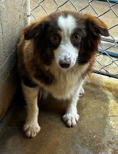 Enlarge Cloud, a Adoptable Australian Shepherd in Thompson Falls, MT image 2/2
