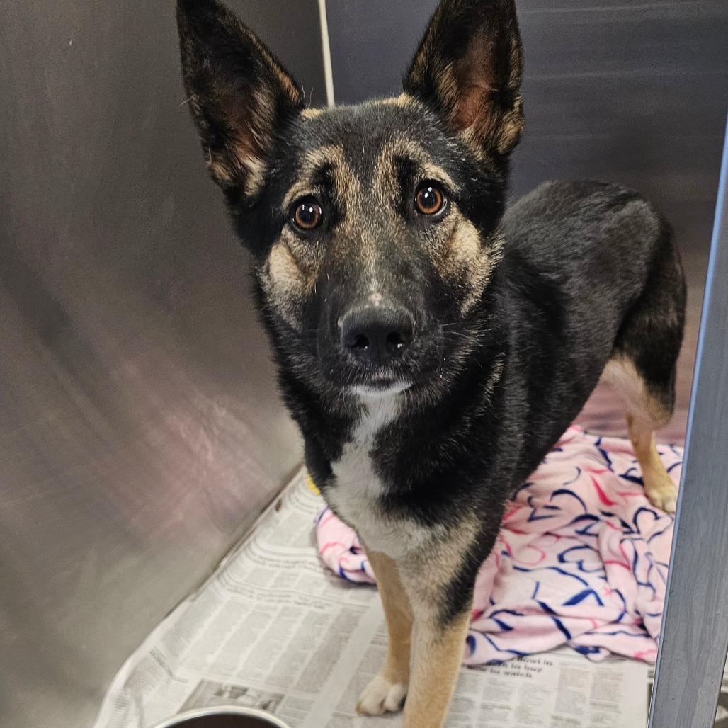 Tansy, Adoptable, Young Female German Shepherd Dog.