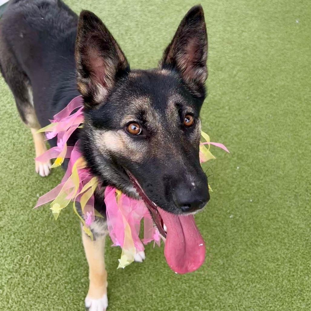 Enlarge Tansy, a Adoptable German Shepherd Dog in Concord, NC image 2/6