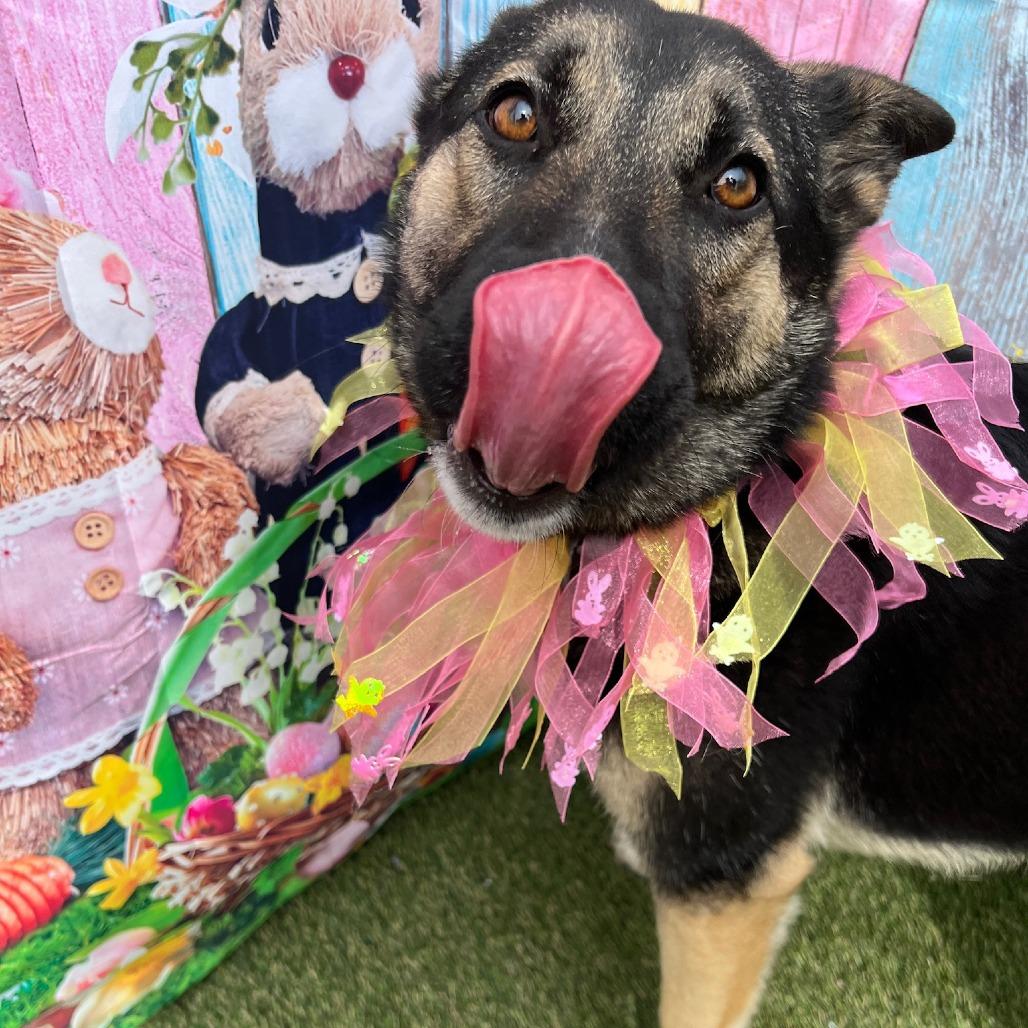 Enlarge Tansy, a Adoptable German Shepherd Dog in Concord, NC image 3/6
