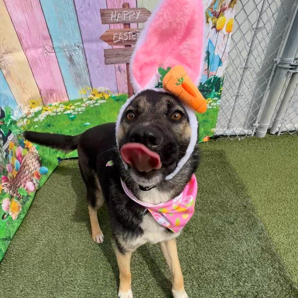 Enlarge Tansy, a Adoptable German Shepherd Dog in Concord, NC image 5/6