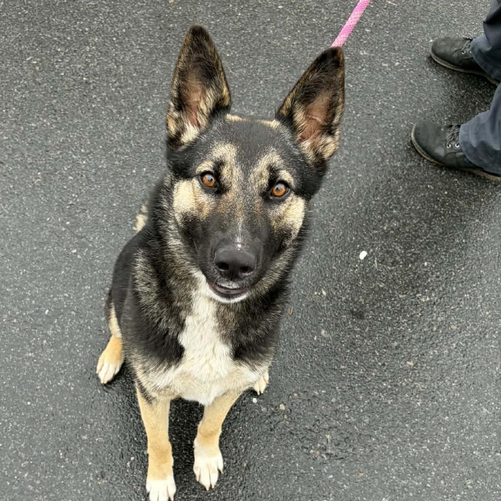 Enlarge Tansy, a Adoptable German Shepherd Dog in Concord, NC image 6/6