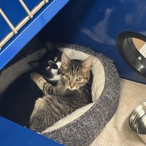 Ninja, a Adoptable Domestic Short Hair in Caledon, ON image 2/2