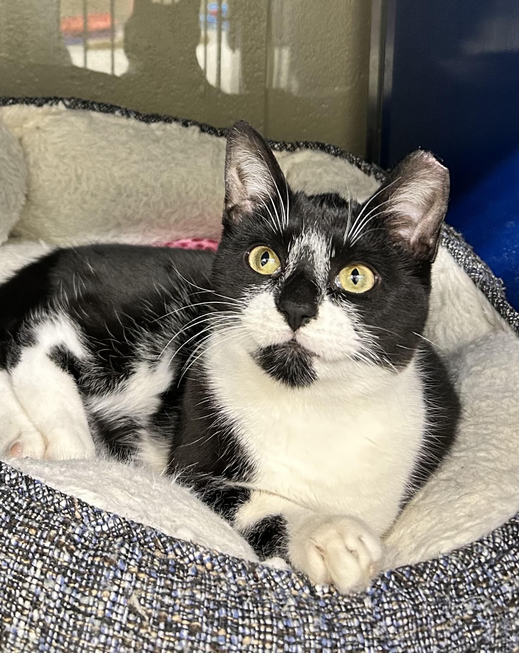 Ninja, a Adoptable Domestic Short Hair in Caledon, ON image 1/2