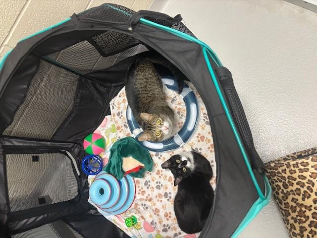 Ninja, Adoptable, Young Male Domestic Short Hair.