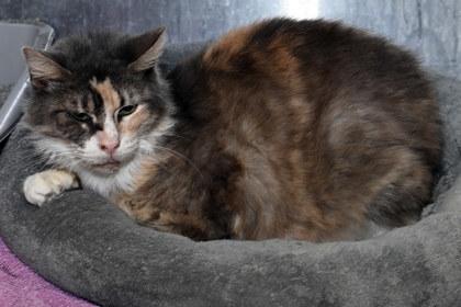 Baylee, Adoptable, Adult Female Domestic Short Hair & Domestic Short Hair.