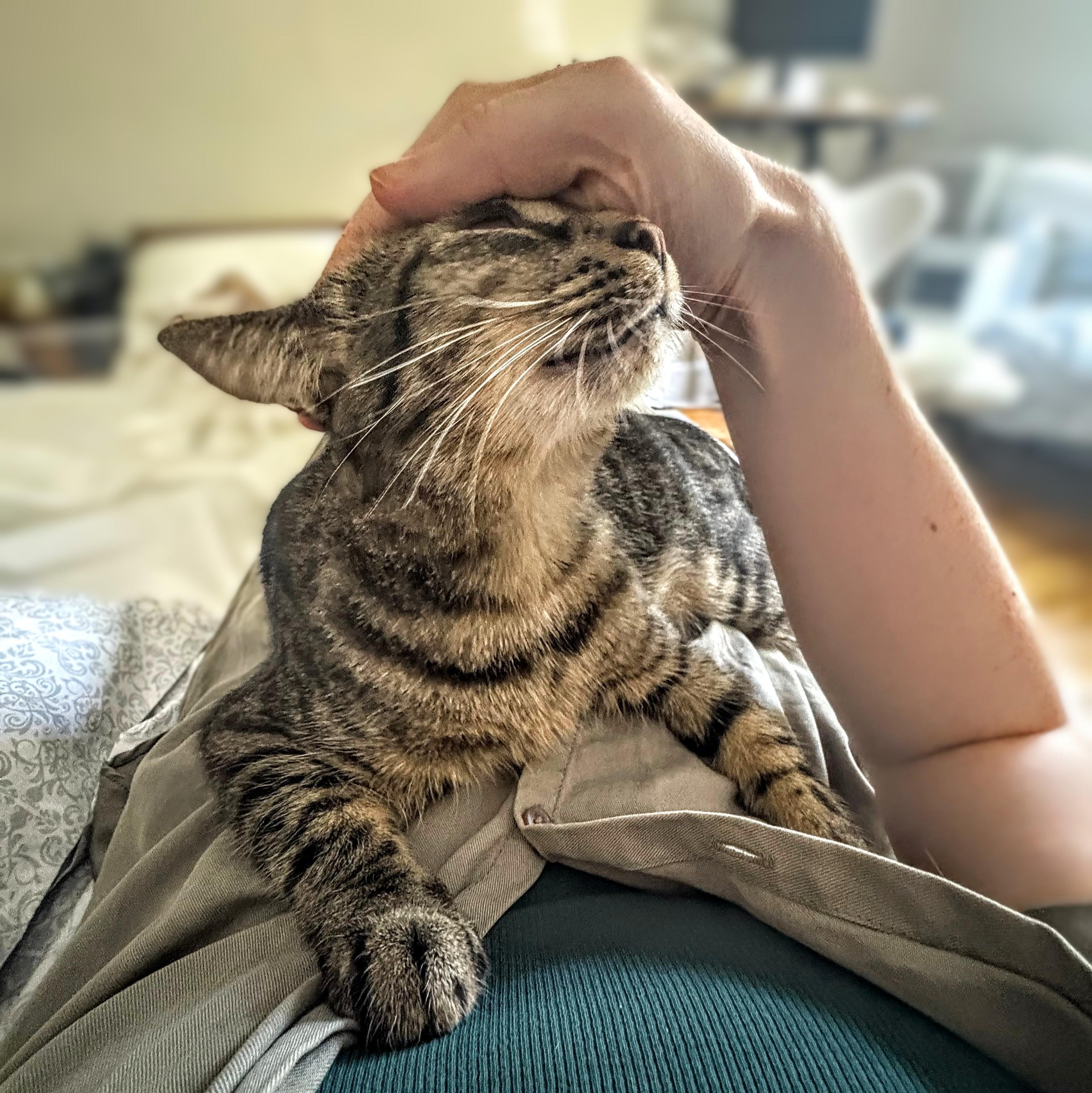 Enlarge Milkyway and Starburst, a Adoptable Tabby in Chicago, IL image 4/6