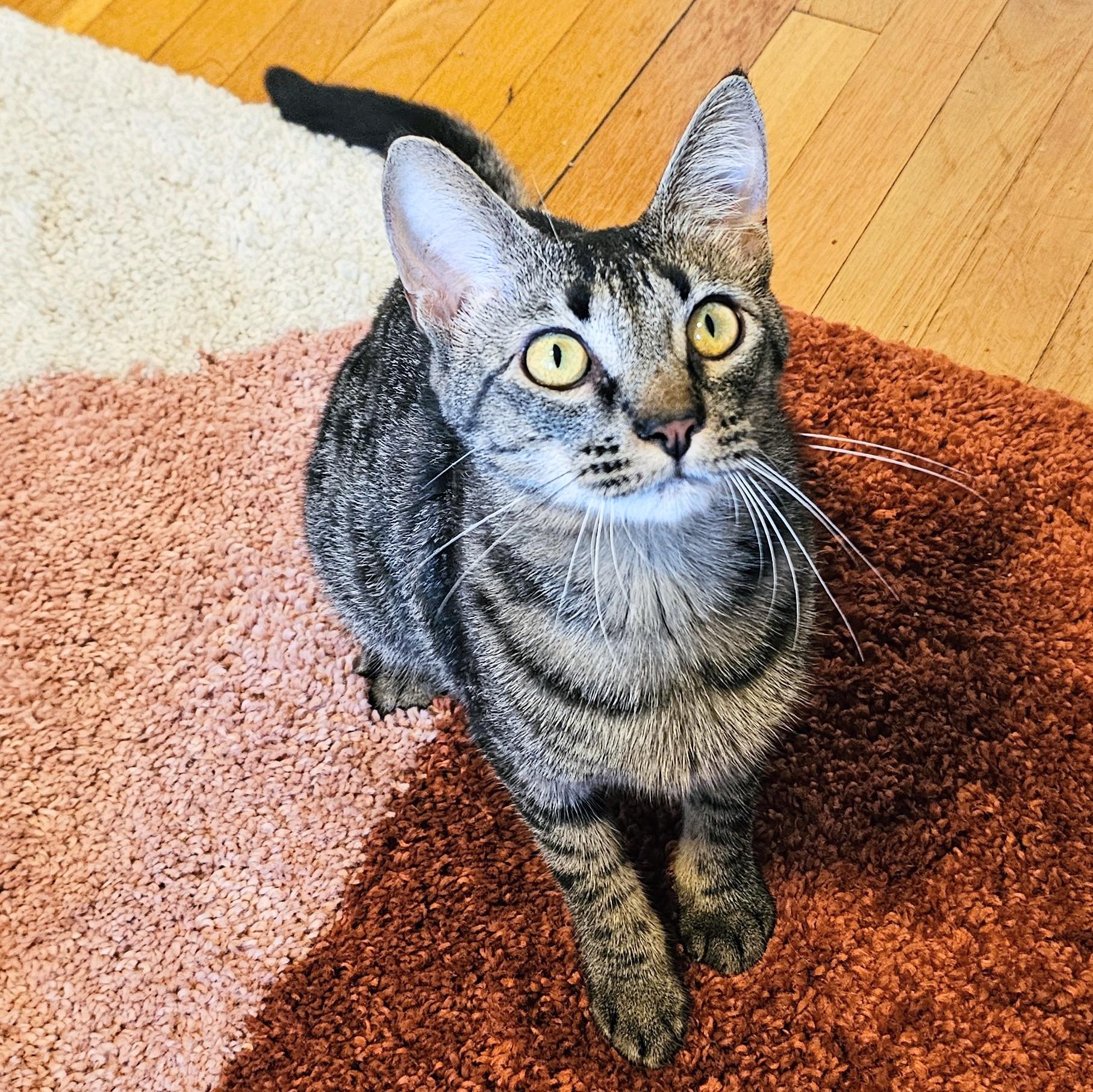 Enlarge Milkyway and Starburst, a Adoptable Tabby in Chicago, IL image 2/6
