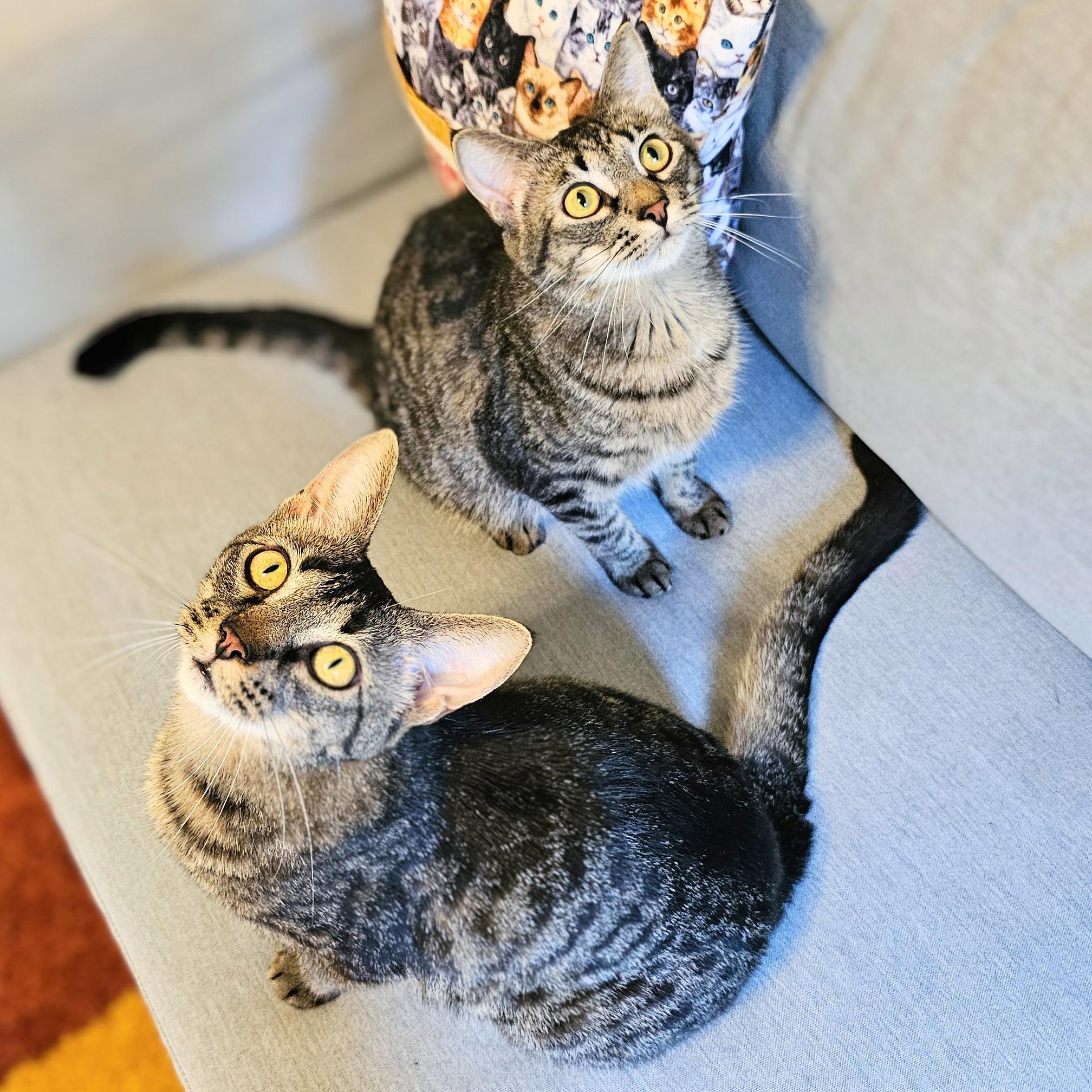 Enlarge Milkyway and Starburst, a Adoptable Tabby in Chicago, IL image 3/6