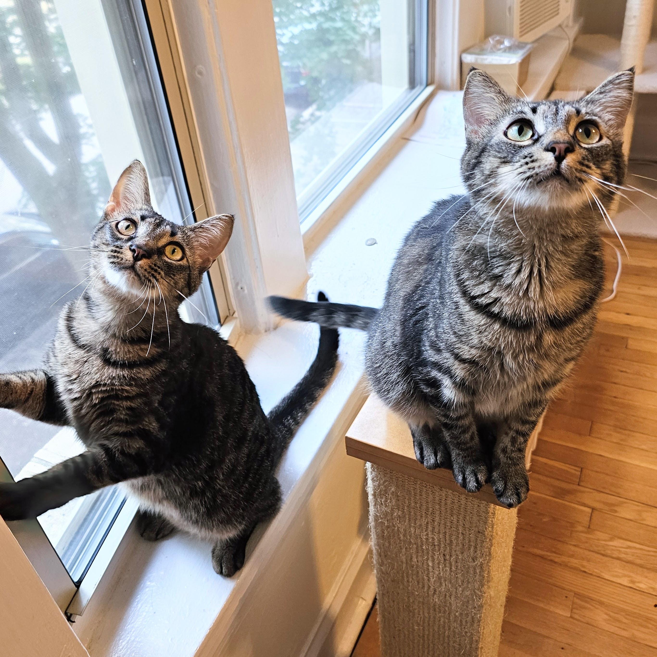 Enlarge Milkyway and Starburst, a Adoptable Tabby in Chicago, IL image 4/6