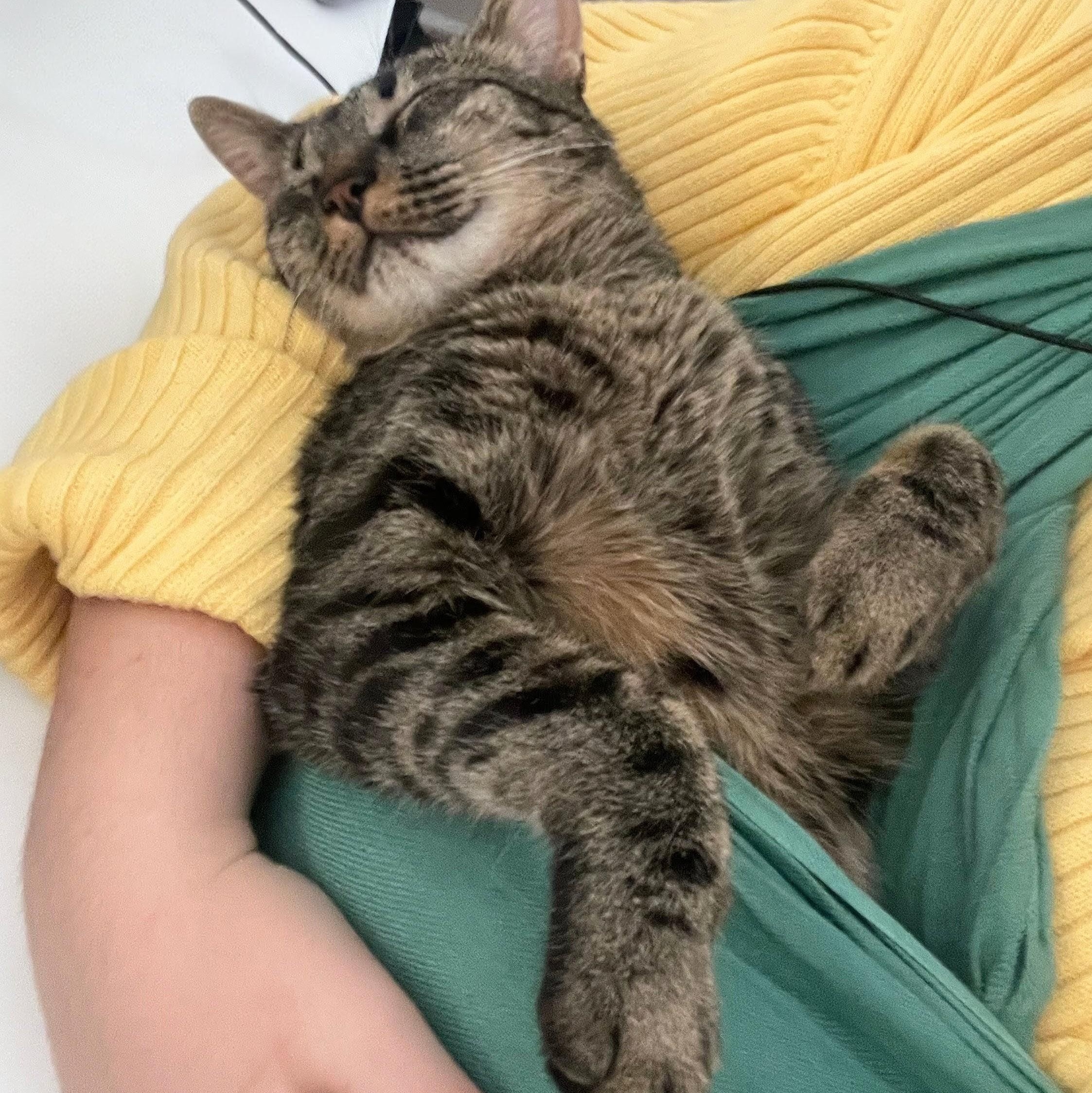 Enlarge Milkyway and Starburst, a Adoptable Tabby in Chicago, IL image 2/6