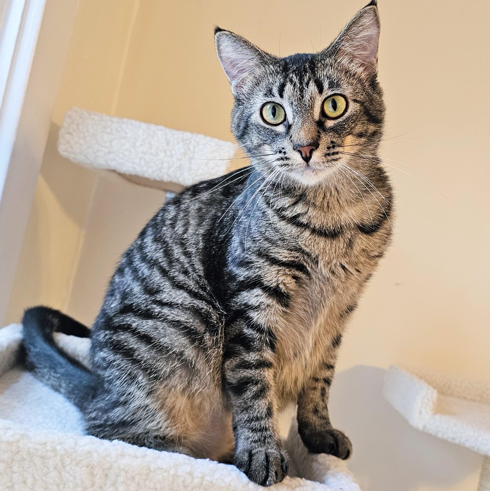 Enlarge Milkyway and Starburst, a Adoptable Tabby in Chicago, IL image 5/6