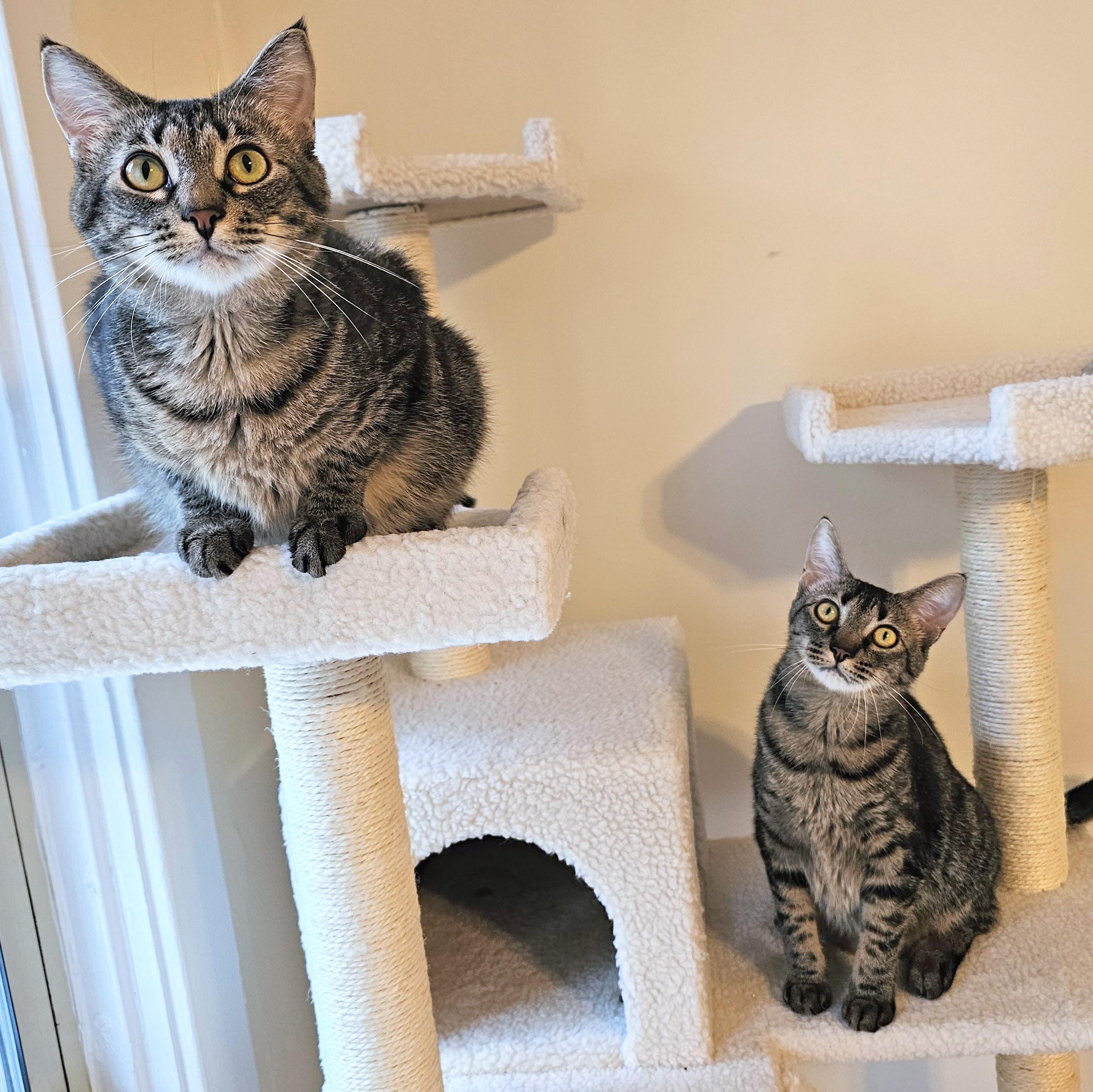 Milkyway and Starburst, Adoptable, Adult Female Tabby.