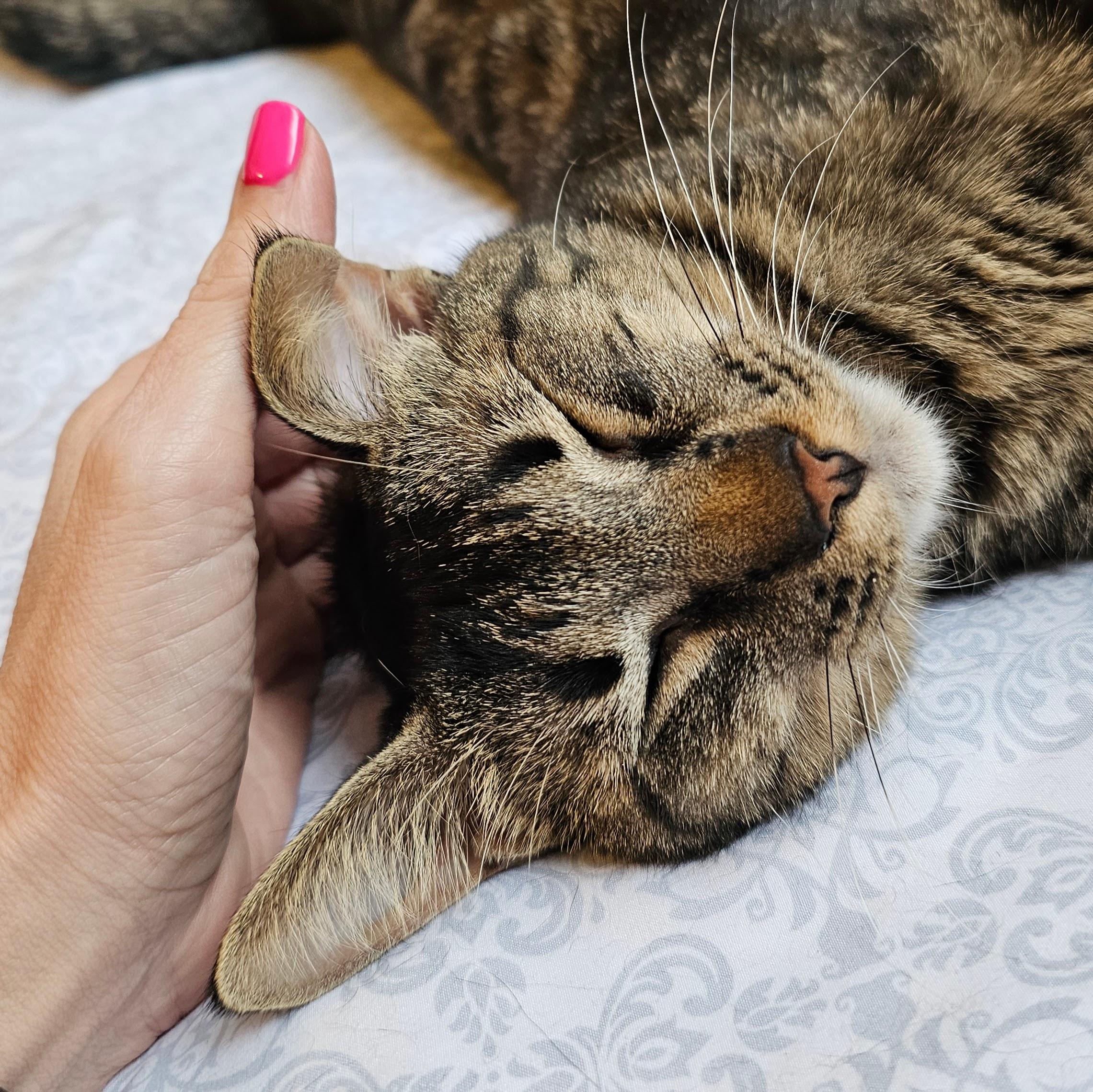 Enlarge Milkyway and Starburst, a Adoptable Tabby in Chicago, IL image 6/6