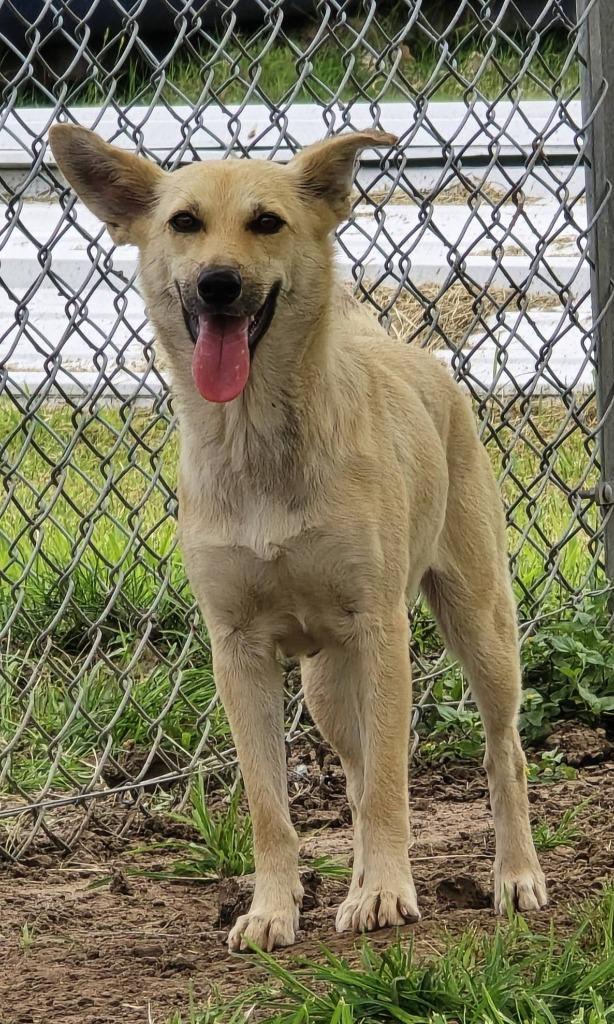 Lady, Adoptable, Young Female Australian Shepherd.