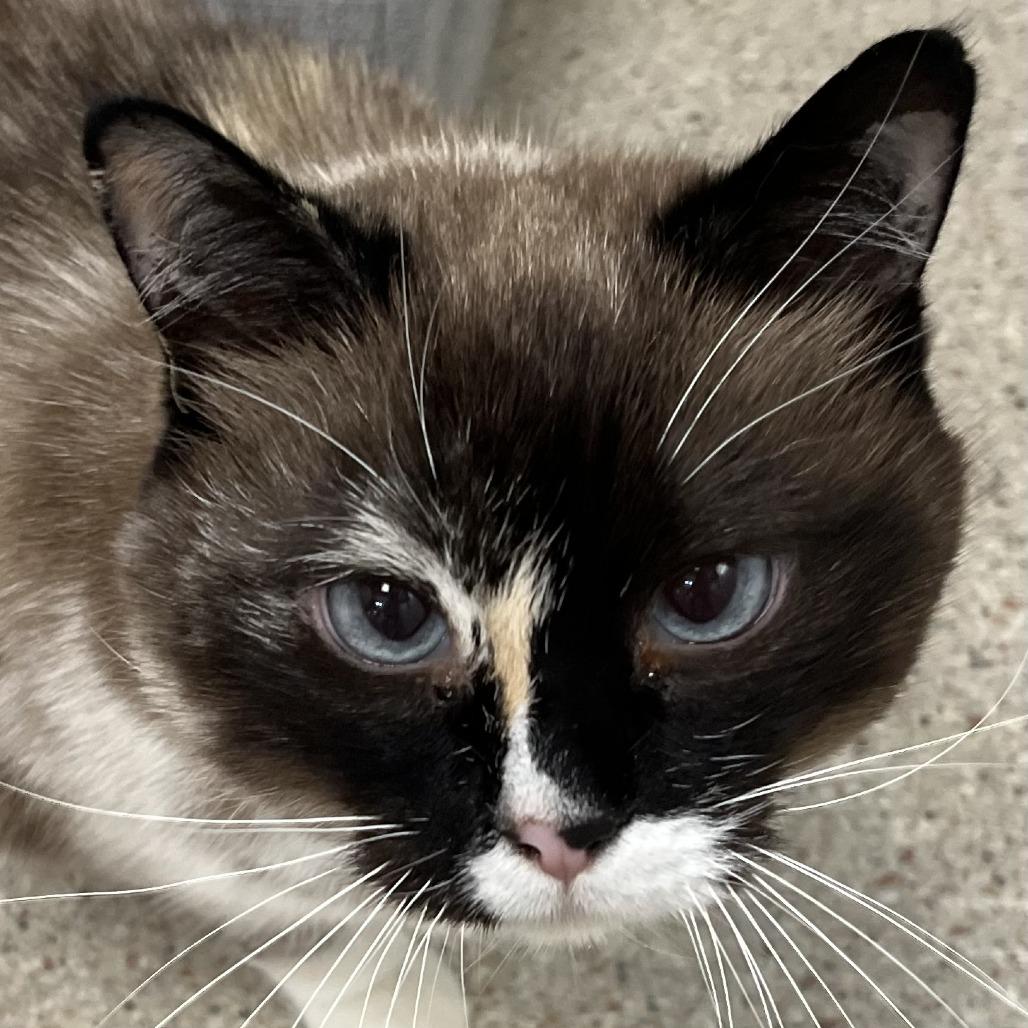 Enlarge Princessa, a Adoptable Domestic Short Hair in Murray, UT image 1/2