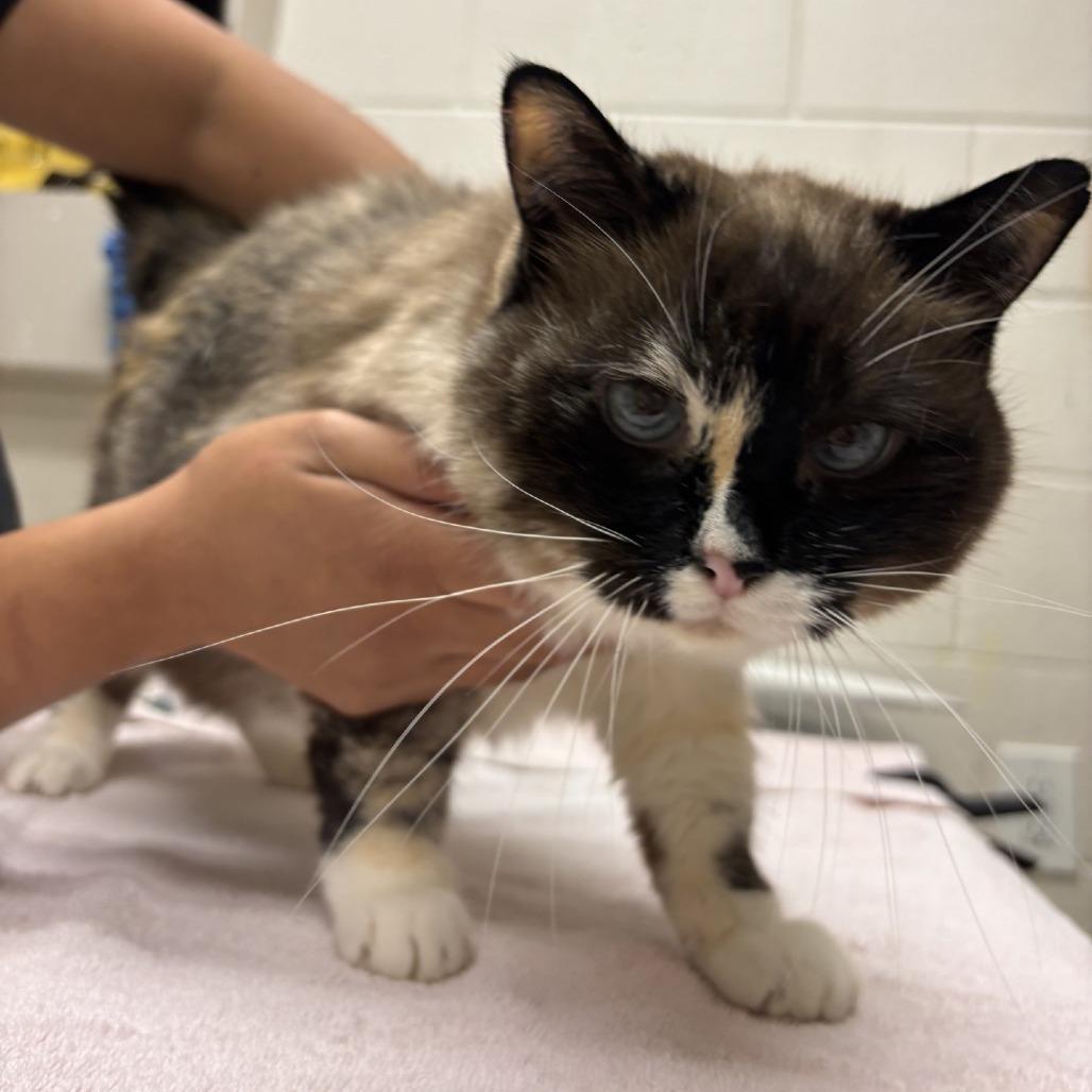 Enlarge Princessa, a Adoptable Domestic Short Hair in Murray, UT image 2/2