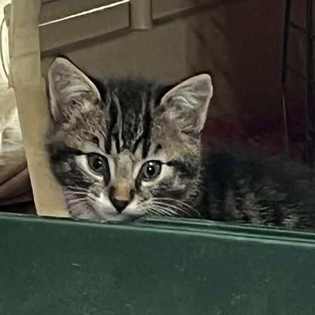 Storm, a Adoptable mixed breed in Winnipeg, MB image 4/4