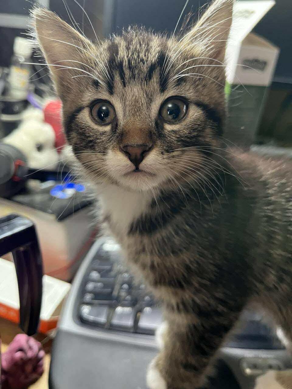 Storm, a Adoptable mixed breed in Winnipeg, MB image 3/4