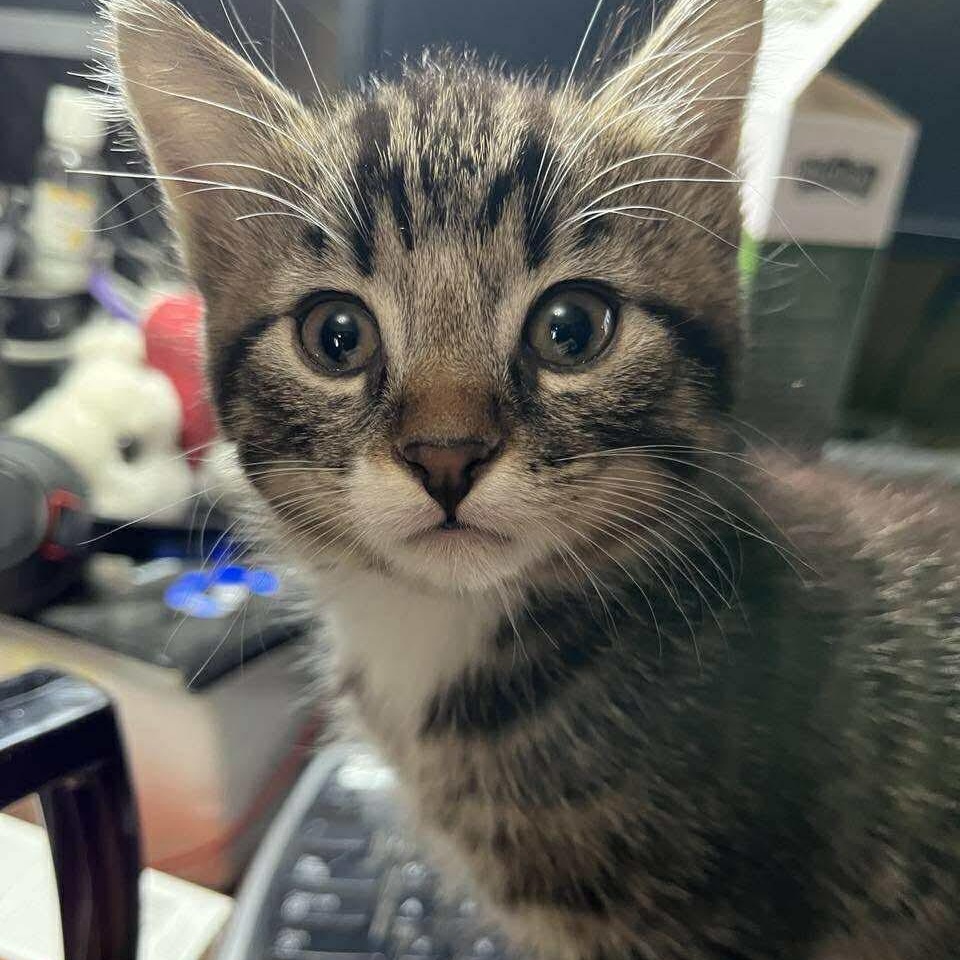 Storm, a Adoptable mixed breed in Winnipeg, MB image 2/4