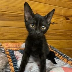 Enlarge Mick Fleetwood, a ADOPTABLE Domestic Short Hair in Southern Pines, NC image 2/4