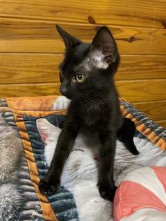 Enlarge Mick Fleetwood, a ADOPTABLE Domestic Short Hair in Southern Pines, NC image 4/4