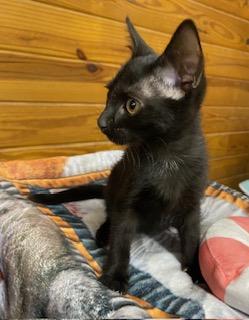 Enlarge Mick Fleetwood, a ADOPTABLE Domestic Short Hair in Southern Pines, NC image 3/4