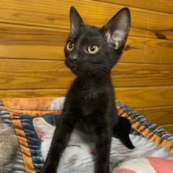 Mick Fleetwood, ADOPTABLE, Kitten Male Domestic Short Hair.