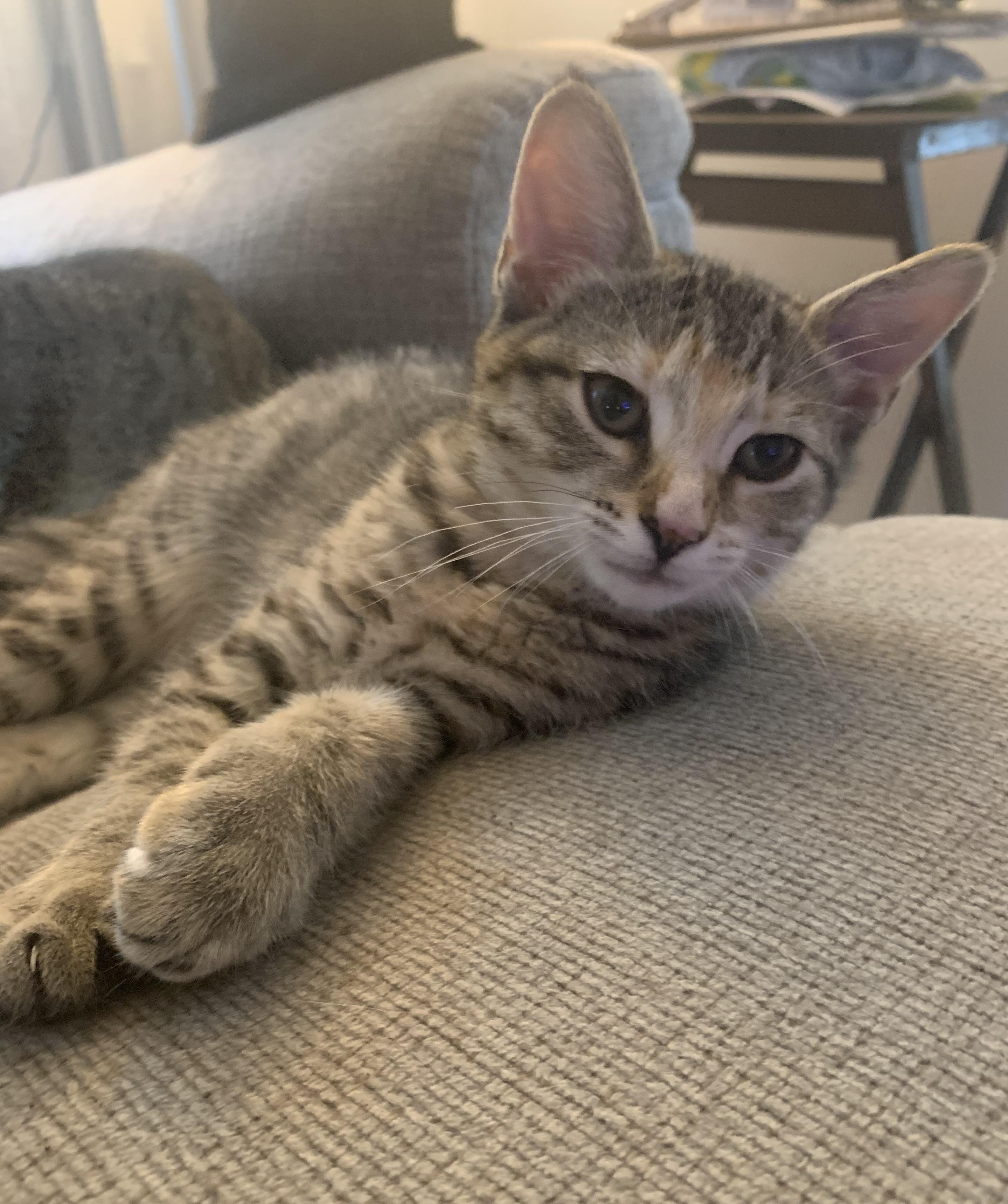 Enlarge Cannoli - KITTEN, an adopted mixed breed in Harrison, NY image 1/2