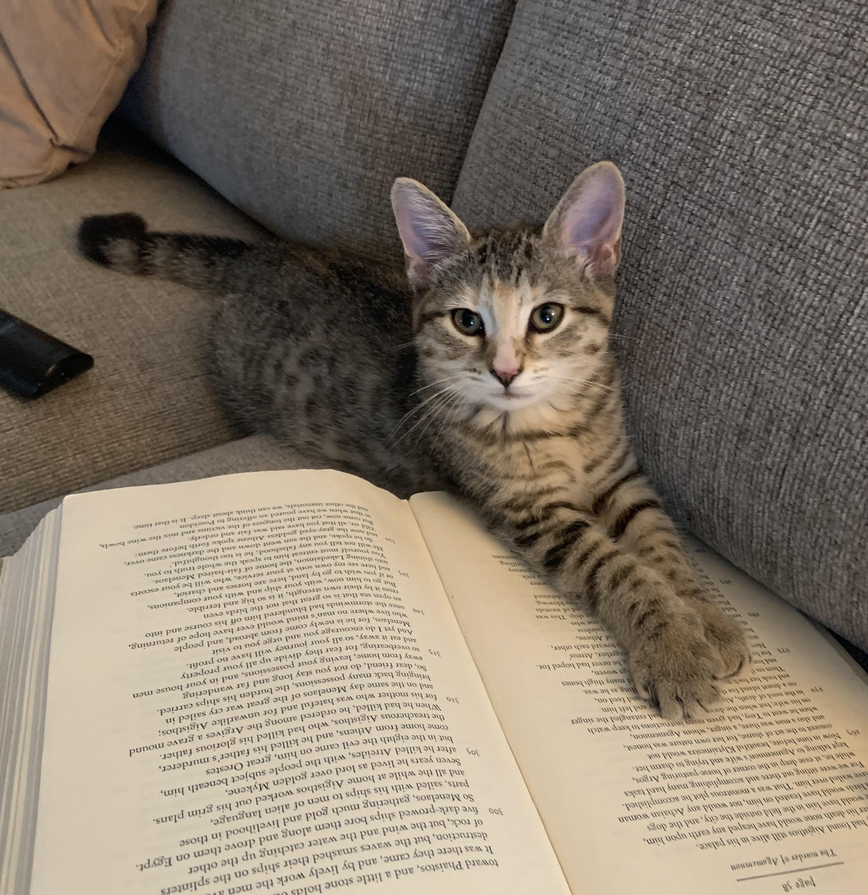Enlarge Cannoli - KITTEN, an adopted mixed breed in Harrison, NY image 2/2