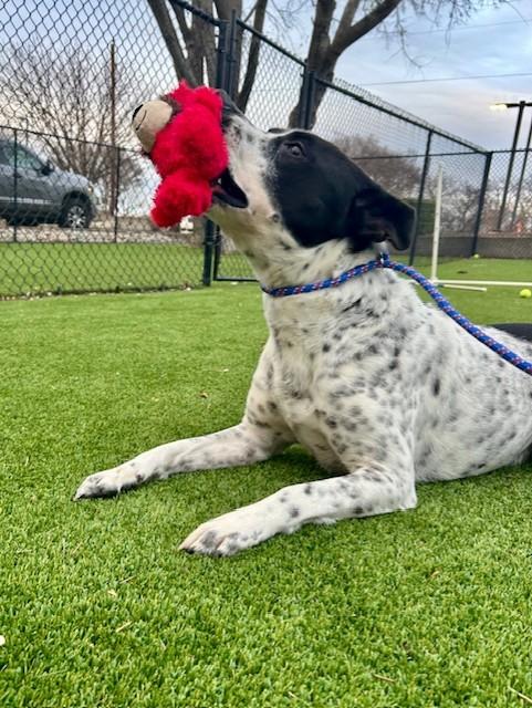 Ozzy, ADOPTABLE, Adult Male Australian Cattle Dog / Blue Heeler.