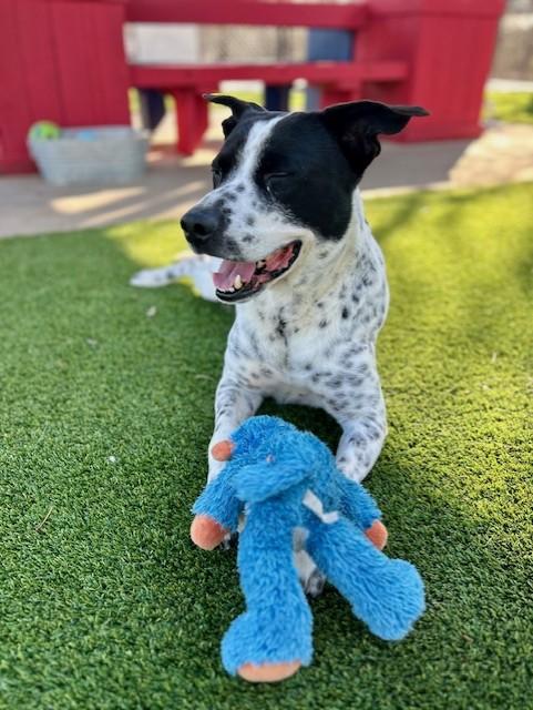 Enlarge Ozzy, a ADOPTABLE mixed breed in Allen, TX image 4/4