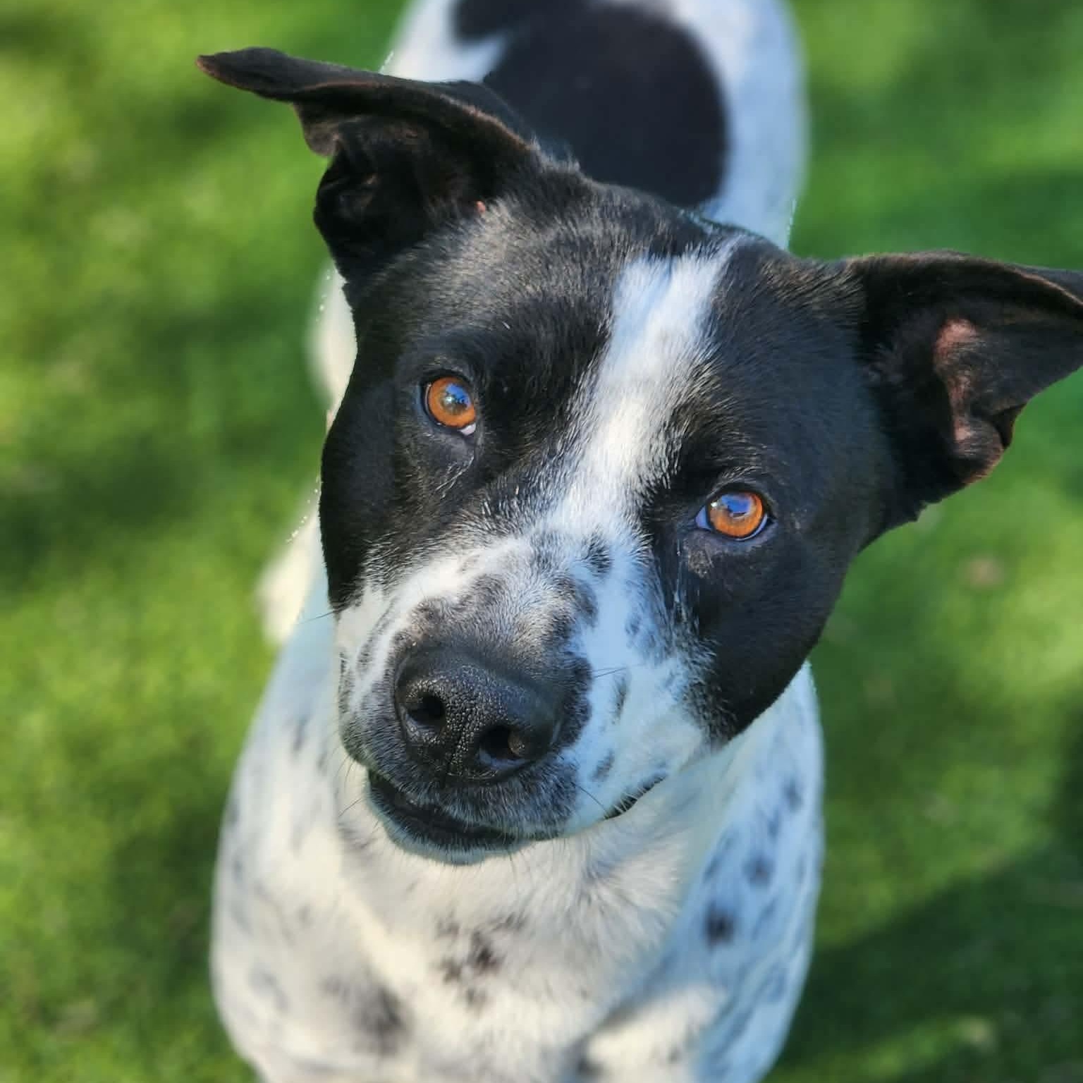 Enlarge Ozzy, an adoptable mixed breed in Allen, TX image 2/6