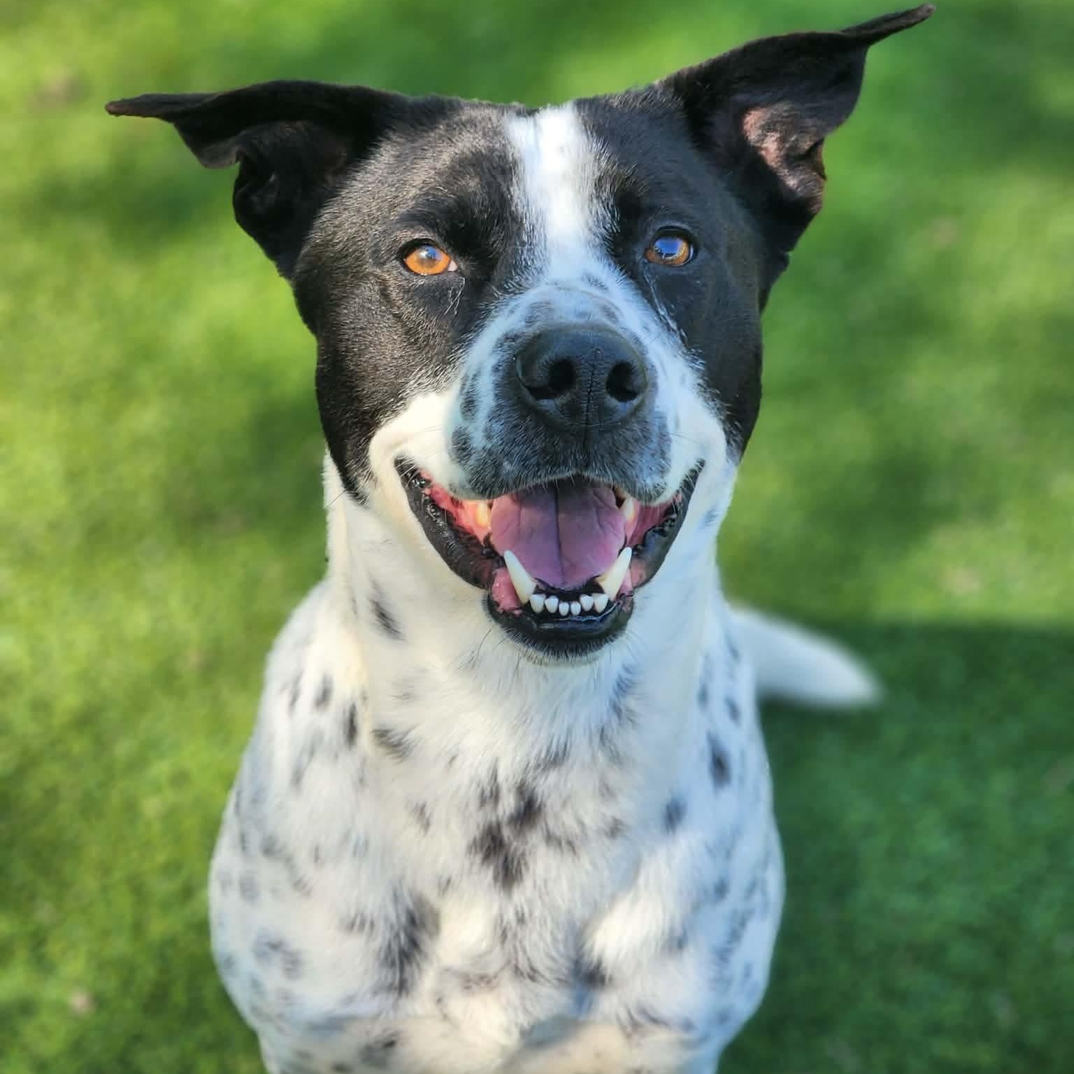 Enlarge Ozzy, an adoptable mixed breed in Allen, TX image 1/6