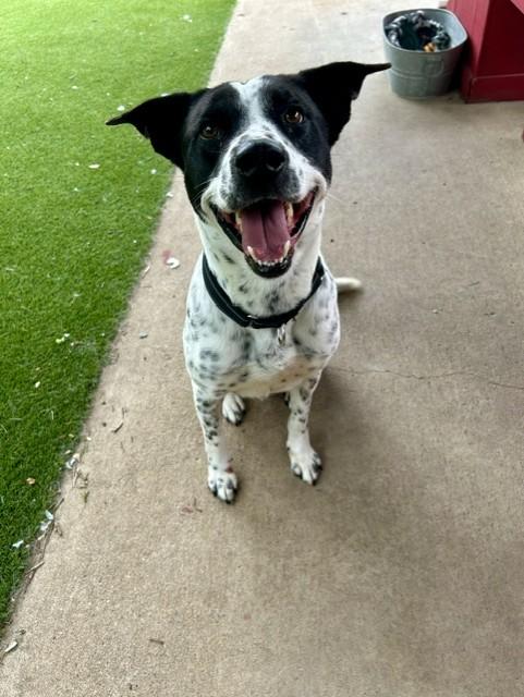 Enlarge Ozzy, an adoptable mixed breed in Allen, TX image 6/6