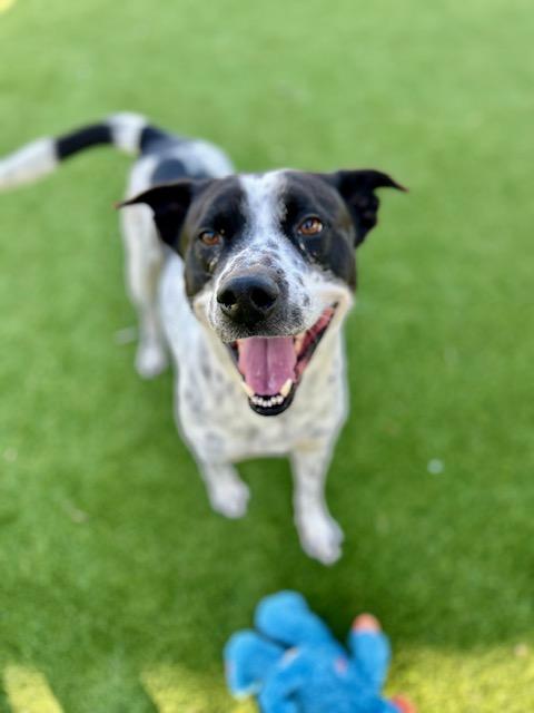 Enlarge Ozzy, a ADOPTABLE mixed breed in Allen, TX image 1/4