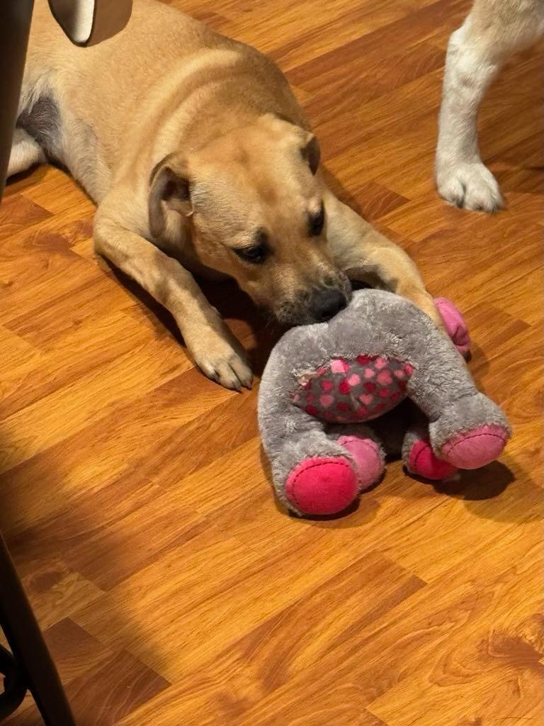 Kelly, Adopted, Young Female American Staffordshire Terrier & Terrier.