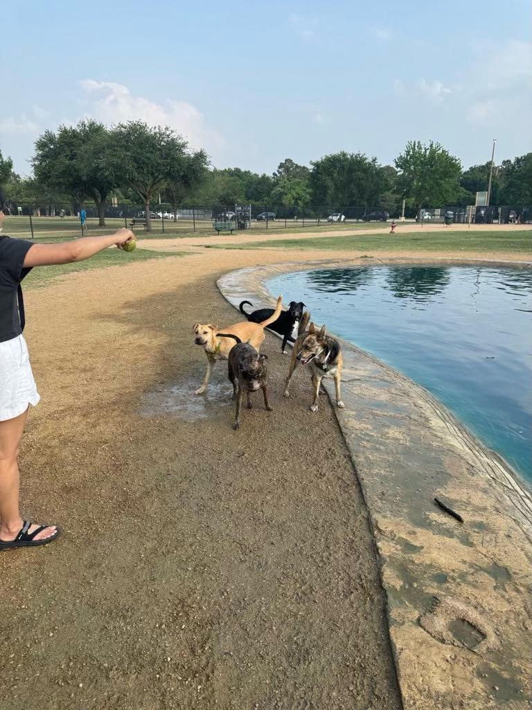 Enlarge Kelly, a Adopted mixed breed in Grandview, TX image 2/6