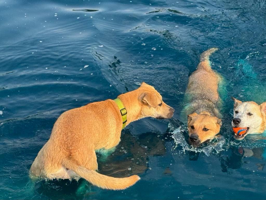 Enlarge Kelly, a Adopted mixed breed in Grandview, TX image 3/6