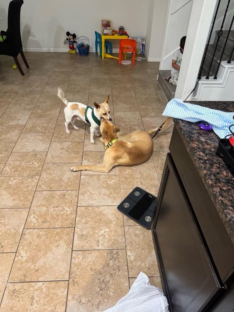 Enlarge Kelly, a Adopted mixed breed in Grandview, TX image 4/6