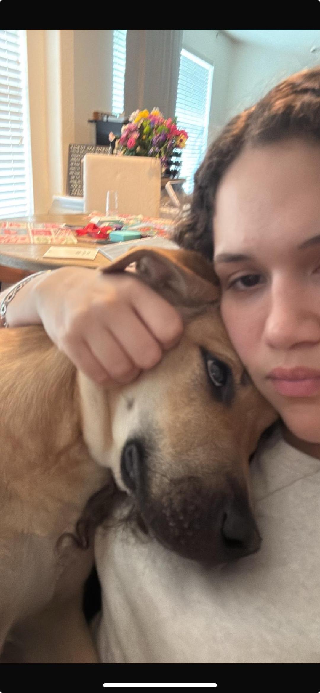 Enlarge Kelly, a Adopted mixed breed in Grandview, TX image 5/6