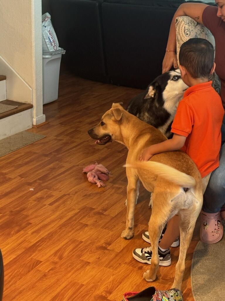 Enlarge Kelly, a Adopted mixed breed in Grandview, TX image 6/6